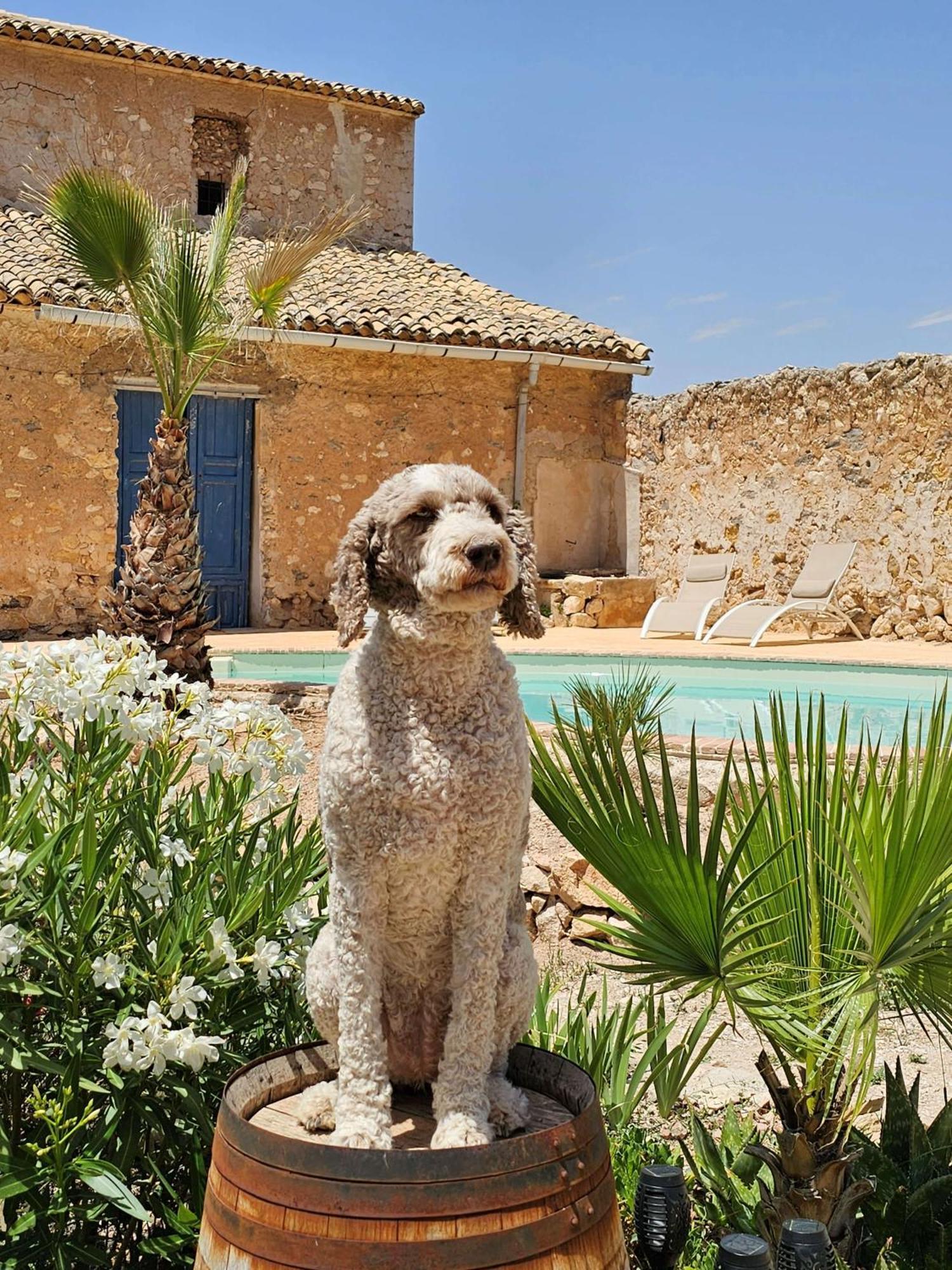 Casa Rodriguillo Bed & Breakfast Pinoso Dış mekan fotoğraf